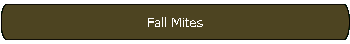 Fall Mites