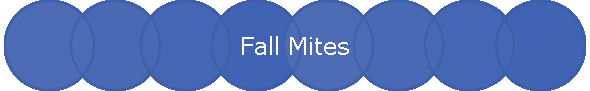 Fall Mites