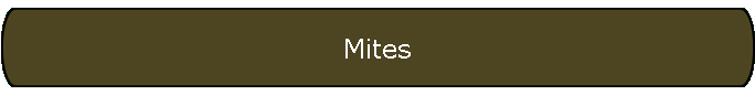 Mites