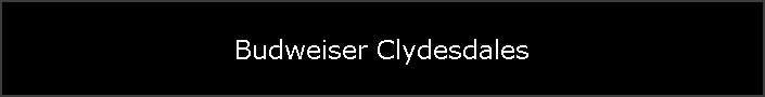 Budweiser Clydesdales
